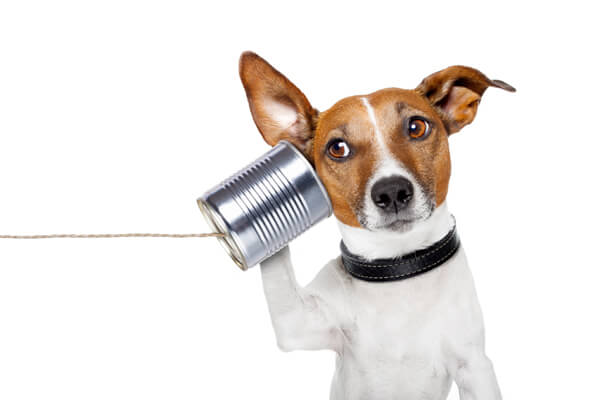 Dog on the Phone